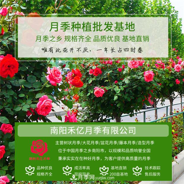 批發(fā)南陽月季，就選擇南陽禾億月季基地，放心(圖1)