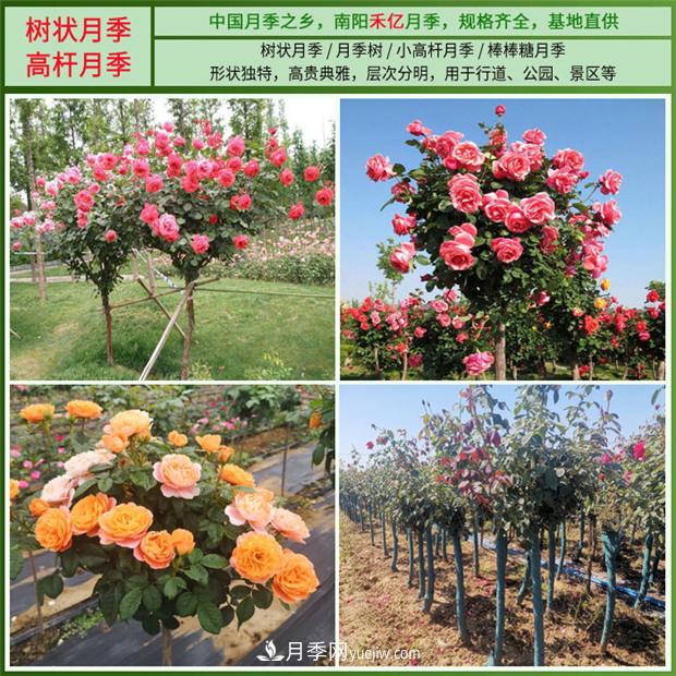 批發(fā)南陽月季，就選擇南陽禾億月季基地，放心(圖2)