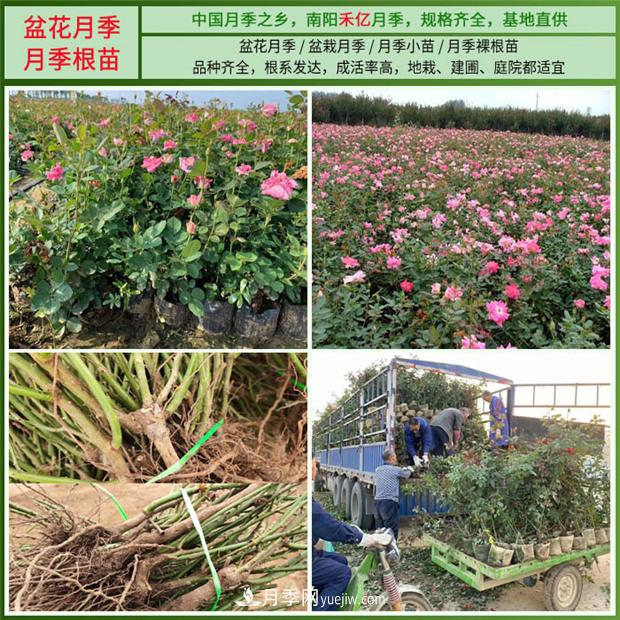 批發(fā)南陽月季，就選擇南陽禾億月季基地，放心(圖5)