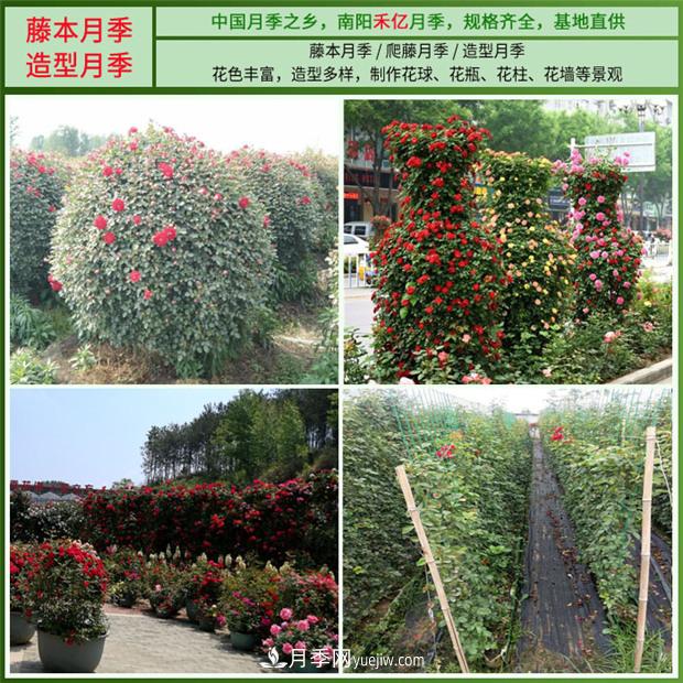 批發(fā)南陽月季，就選擇南陽禾億月季基地，放心(圖4)