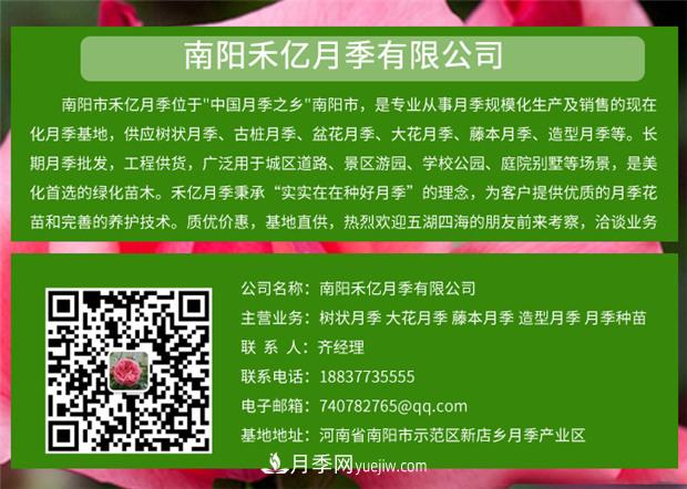 批發(fā)南陽月季，就選擇南陽禾億月季基地，放心(圖6)