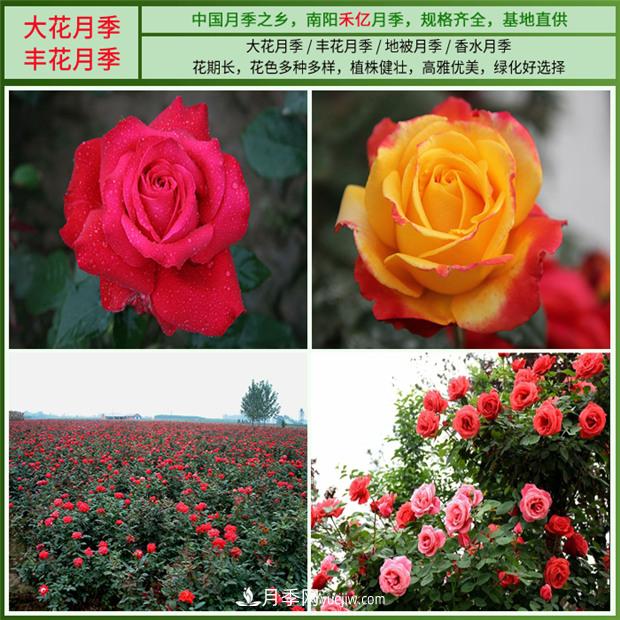 批發(fā)南陽月季，就選擇南陽禾億月季基地，放心(圖3)