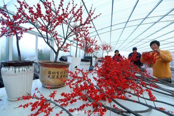 山東青島即墨：北美冬青 寒冬俏銷(圖1)