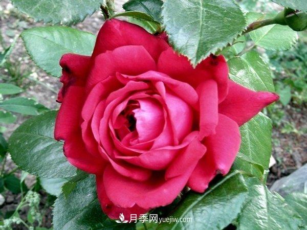 玫瑰國度，來自法國戴爾巴德的華麗浪漫月季(圖1)