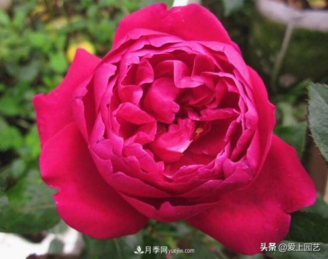 4種款又香又美，還好吃的月季花品種(圖1)