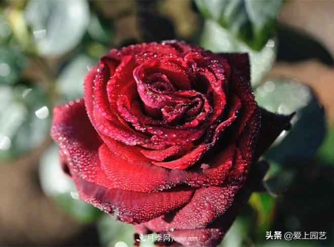 4種款又香又美，還好吃的月季花品種(圖2)