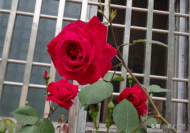 4種款又香又美，還好吃的月季花品種(圖3)