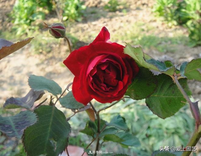 4種款又香又美，還好吃的月季花品種(圖4)