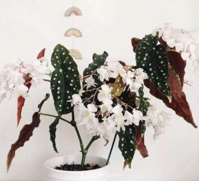 網(wǎng)紅花卉之鱒魚秋海棠，葉奇花美，如何進行日常養(yǎng)護(圖2)