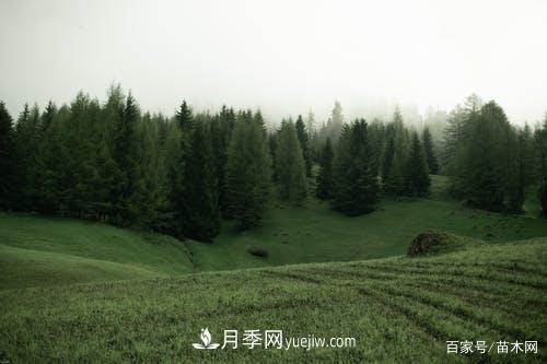 2021綠化苗木市場將有哪些重大升級(圖2)