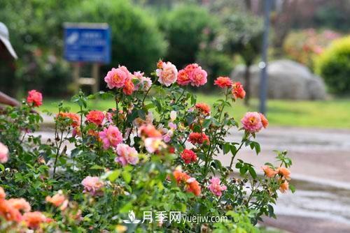 200多種月季花，花卉新品種豐富壽光城市園林色彩(圖1)