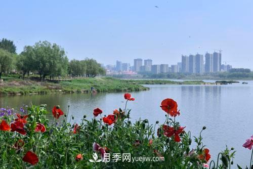 200多種月季花，花卉新品種豐富壽光城市園林色彩(圖2)