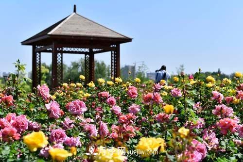 200多種月季花，花卉新品種豐富壽光城市園林色彩(圖3)