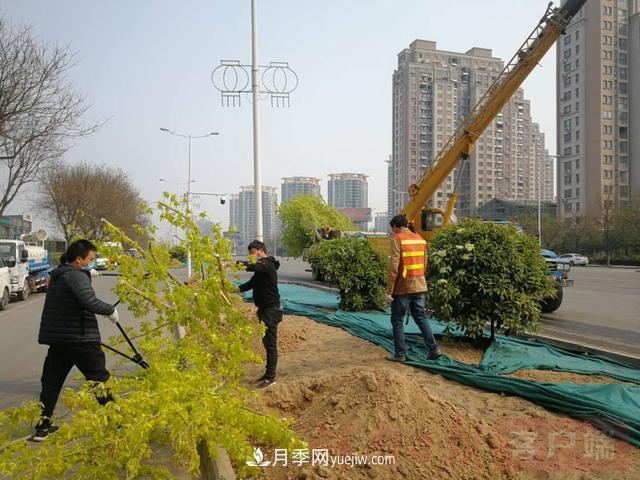 新鄉(xiāng)道路綠化升級喜現(xiàn)彩色樹，樹狀月季來了(圖1)