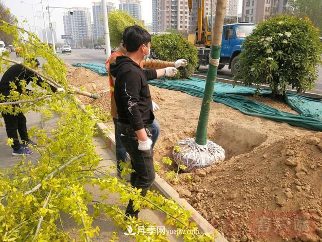 新鄉(xiāng)道路綠化升級喜現(xiàn)彩色樹，樹狀月季來了(圖2)