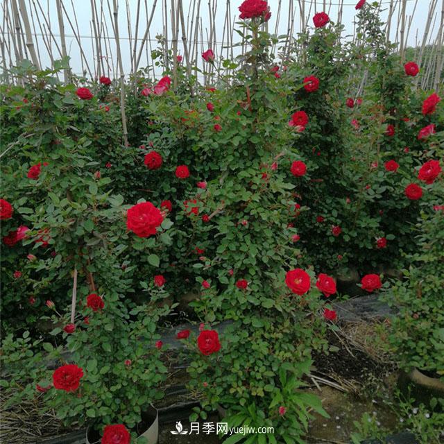 月季老化了，有什么處理方法(圖1)