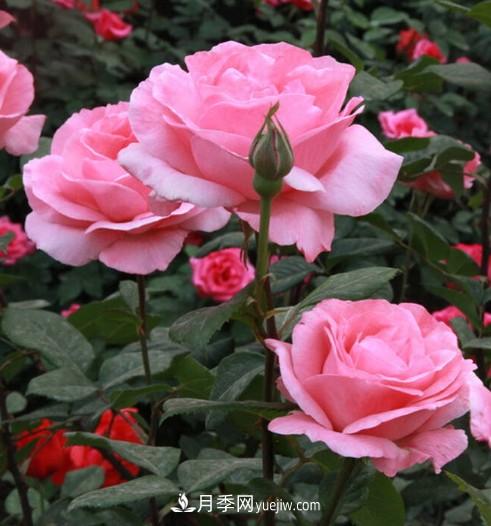 陽(yáng)臺(tái)養(yǎng)殖盆栽月季的方法和注意事項(xiàng)！(圖3)