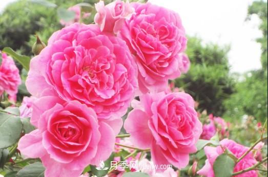 陽(yáng)臺(tái)養(yǎng)殖盆栽月季的方法和注意事項(xiàng)！(圖2)