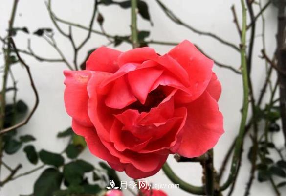 連云港市海州街道，月季好比臘梅花(圖1)