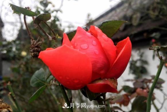 連云港市海州街道，月季好比臘梅花(圖2)