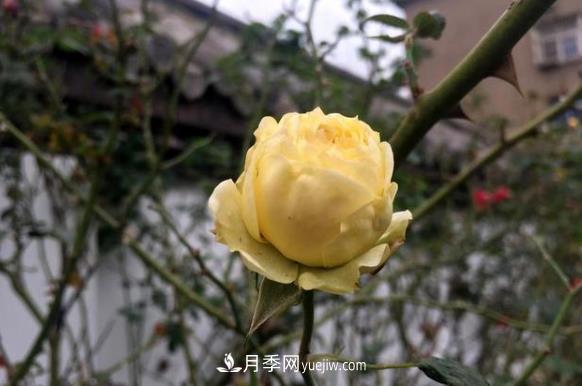 連云港市海州街道，月季好比臘梅花(圖3)