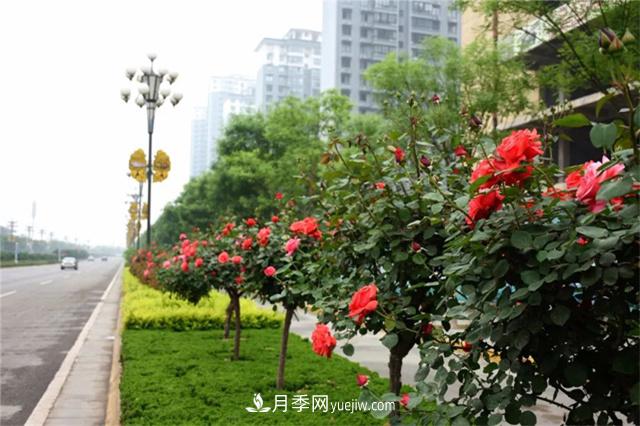 冬季常綠的綠化苗木有哪些？(圖1)