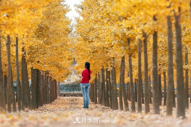 2021綠化苗木行業(yè)兩極分化加劇 你是哪一級？(圖1)