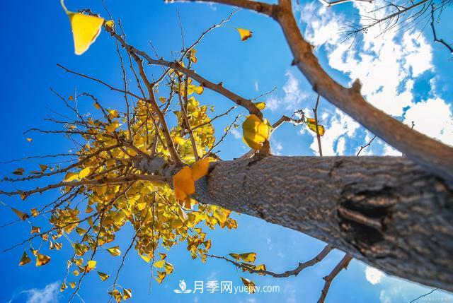 2021綠化苗木行業(yè)兩極分化加劇 你是哪一級？(圖3)