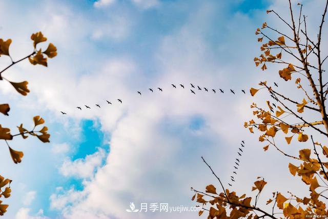 2021綠化苗木行業(yè)兩極分化加劇 你是哪一級？(圖2)