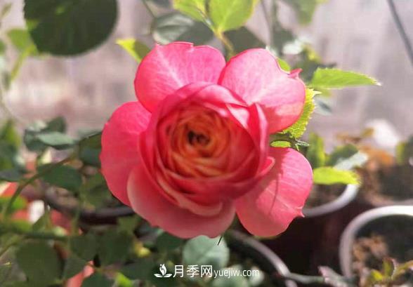 陽(yáng)臺(tái)上的浪漫比克和冥王星(圖1)