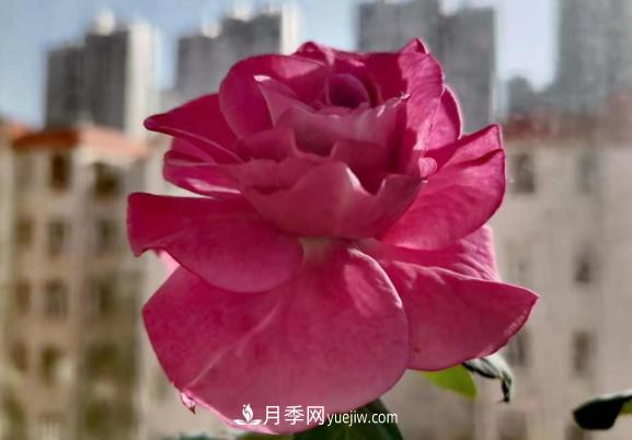陽(yáng)臺(tái)上的浪漫比克和冥王星(圖2)