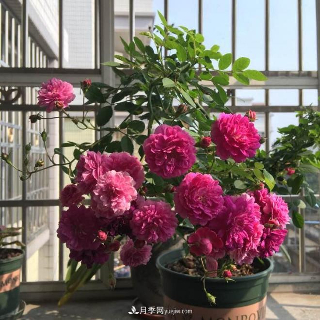 甜蜜馬車月季，花朵又美又香，四季持續(xù)開花，值得擁有(圖2)