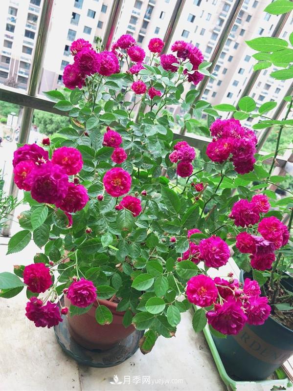 甜蜜馬車月季，花朵又美又香，四季持續(xù)開花，值得擁有(圖4)