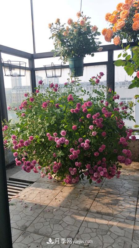 甜蜜馬車月季，花朵又美又香，四季持續(xù)開花，值得擁有(圖3)