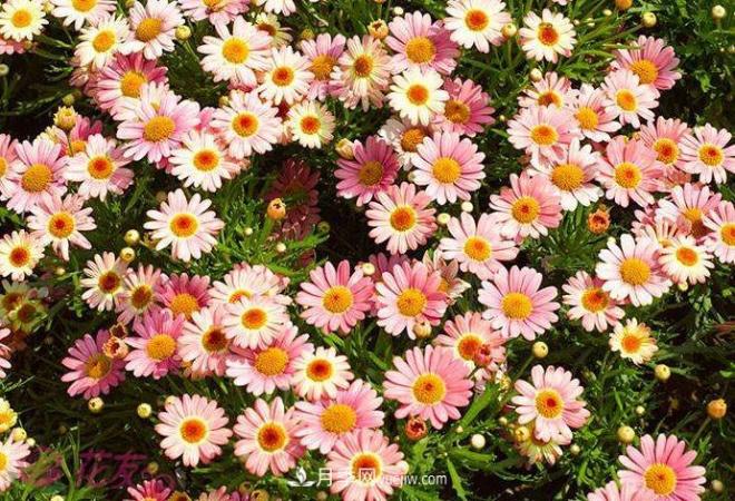 瑪格麗特花能活幾年？怎么買一棵活百年？(圖1)