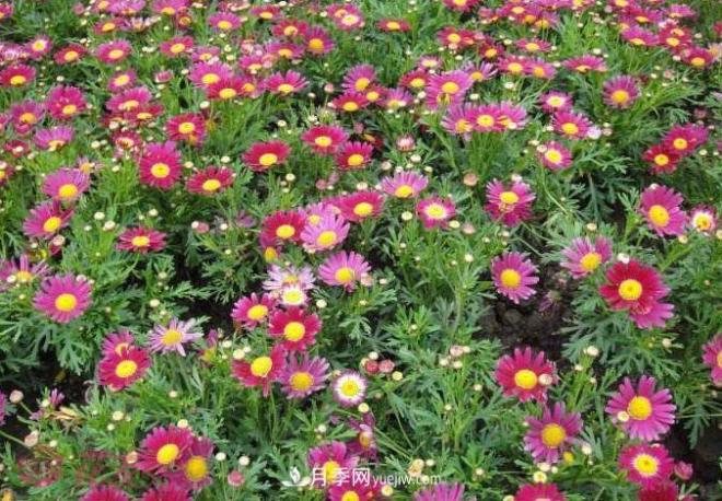 瑪格麗特花能活幾年？怎么買一棵活百年？(圖2)