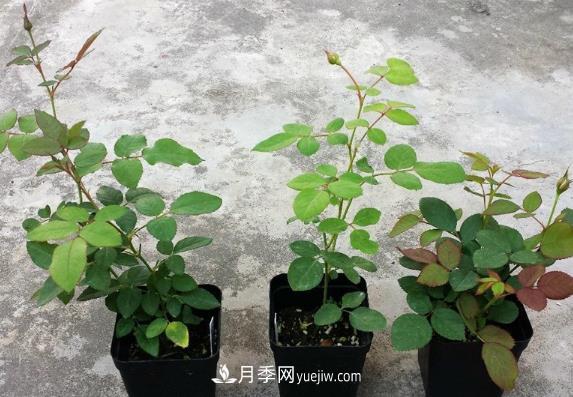 盆栽月季小苗快速發(fā)芽長筍，生根才是唯一重要的(圖1)