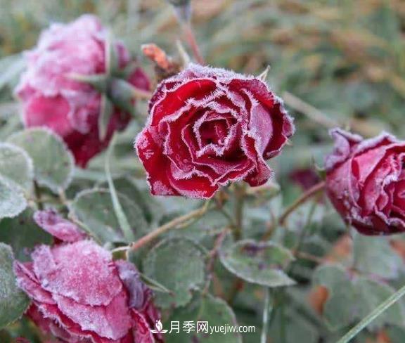 盆栽月季花冬季管理必知，修剪、防凍、防風(圖1)