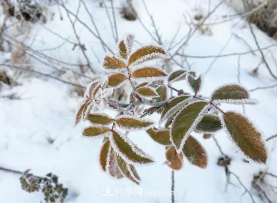 盆栽月季花冬季管理必知，修剪、防凍、防風(圖2)