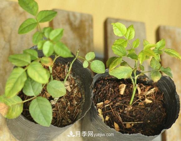 月季牙簽苗如何養(yǎng)壯？七招教你種出健康月季花(圖1)