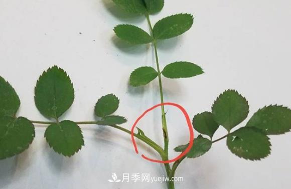 月季盲枝如何分辨？剪不剪？(圖1)