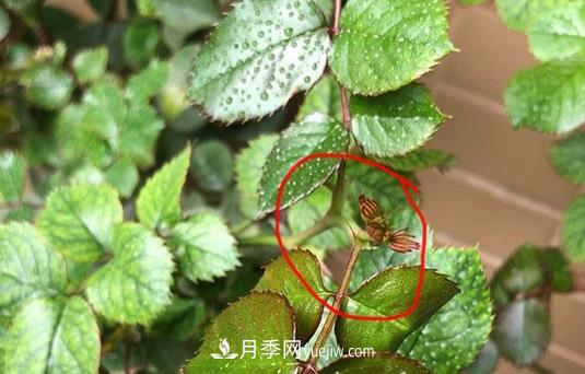 月季盲枝如何分辨？剪不剪？(圖3)