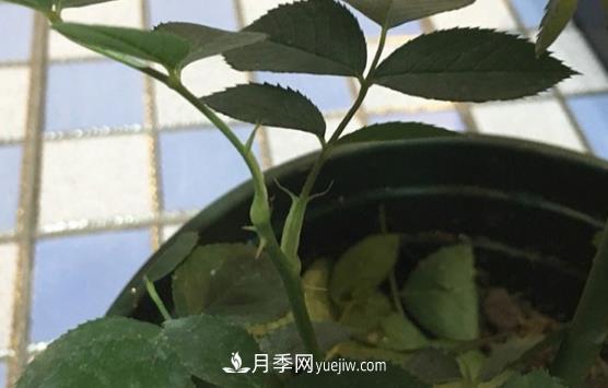 月季盲枝如何分辨？剪不剪？(圖2)