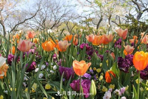 玫瑰要交專利費 花卉消費還能“香”多久(圖1)