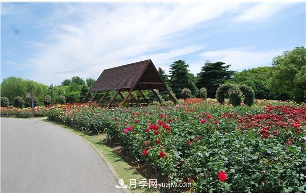 上海濱江森林公園進行月季冬修(圖1)