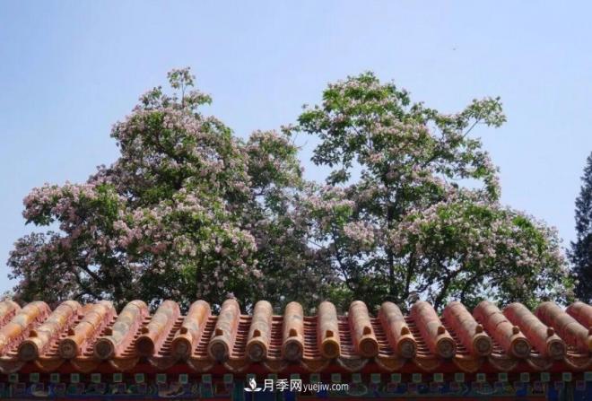 2021年楸樹(shù)需求量將爆發(fā)式增長(zhǎng)，苗木人可占據(jù)商機(jī)(圖3)