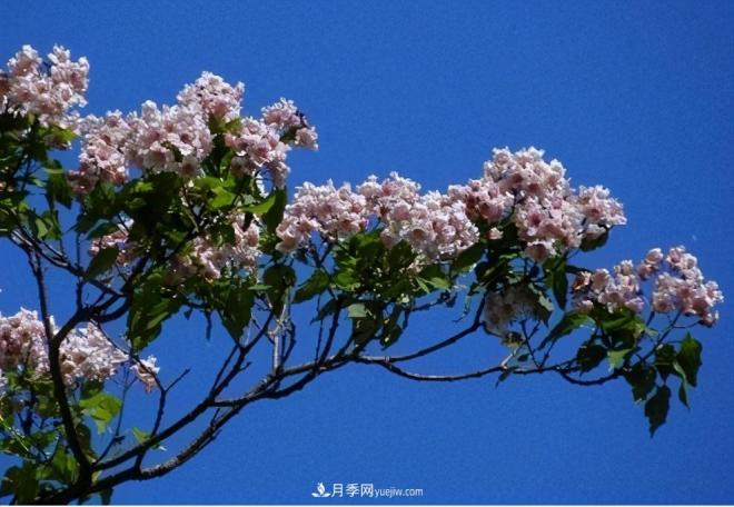 2021年楸樹(shù)需求量將爆發(fā)式增長(zhǎng)，苗木人可占據(jù)商機(jī)(圖4)