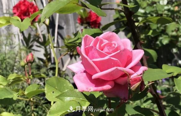 癡迷花花草草，月季讓我愛不釋手(圖2)
