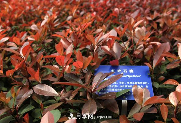 南陽紅葉石楠，多元造型與養(yǎng)護(hù)，低端苗木玩出高大上(圖1)