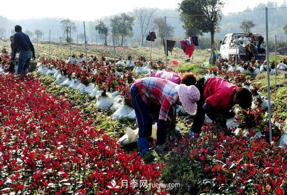南陽紅葉石楠，多元造型與養(yǎng)護(hù)，低端苗木玩出高大上(圖2)